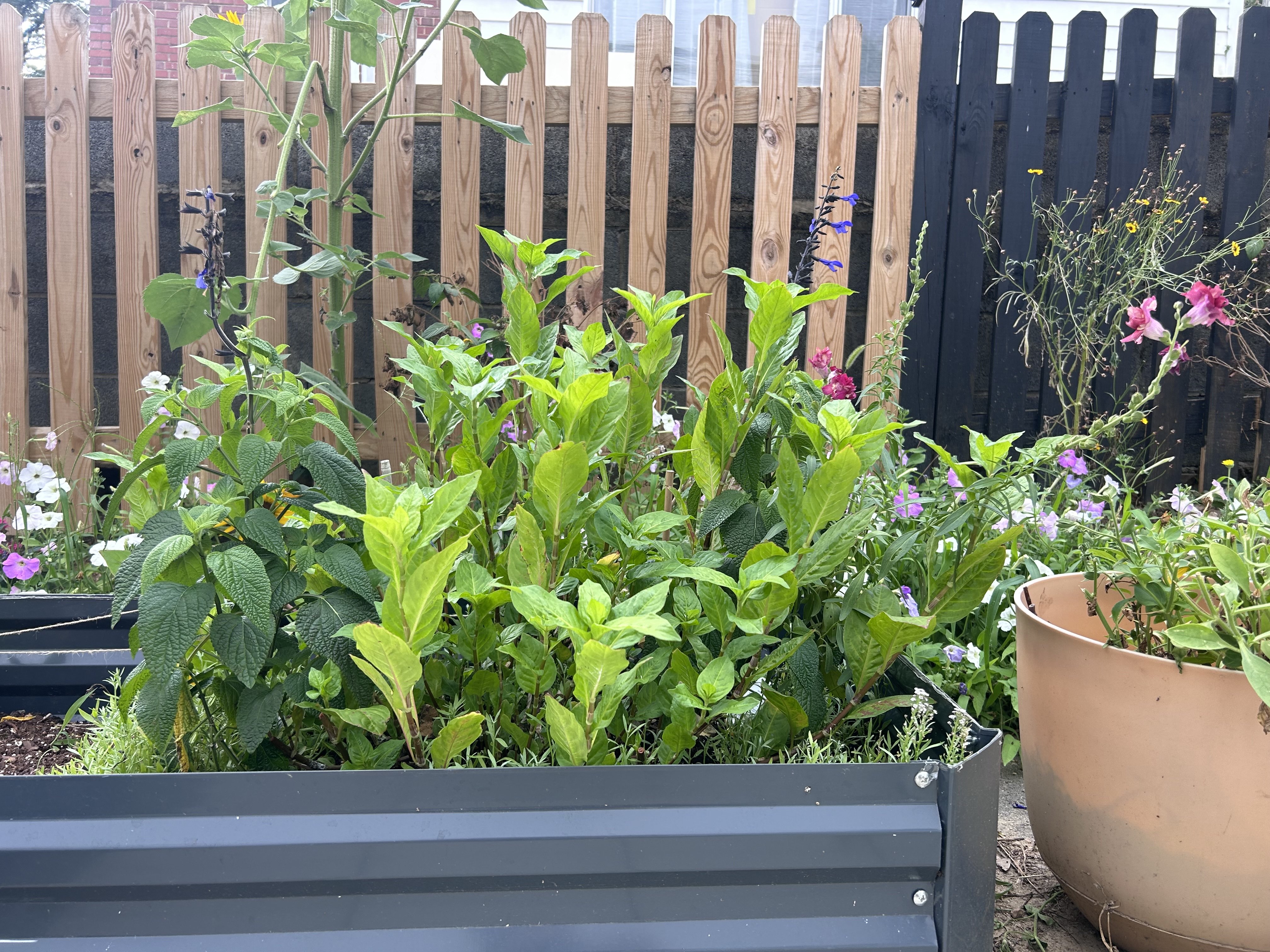 Colorful Container Gardening with Snapdragons, Salvia, Indigo, and Sweet Alyssum